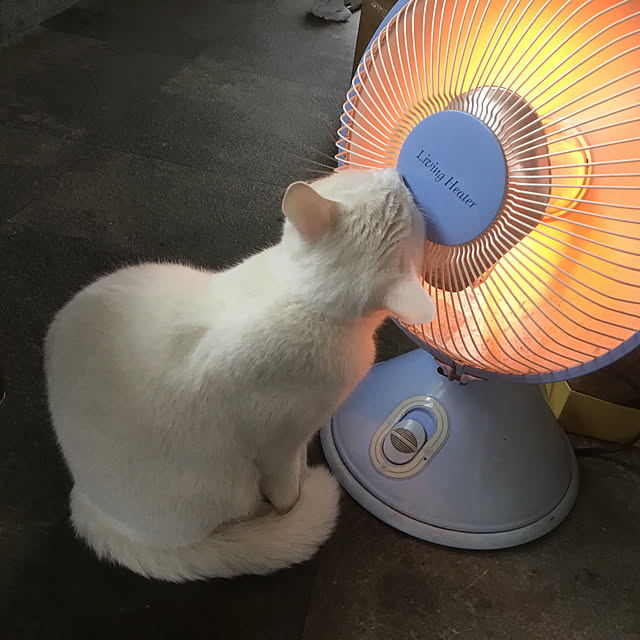 壁/天井/猫大好き❤️のインテリア実例 - 2025-03-04 15:58:01
