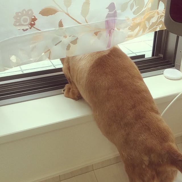 nohohonさんの実例写真