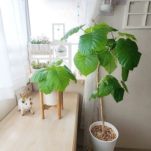 pinonさんの部屋