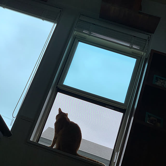 mikeume7さんの実例写真
