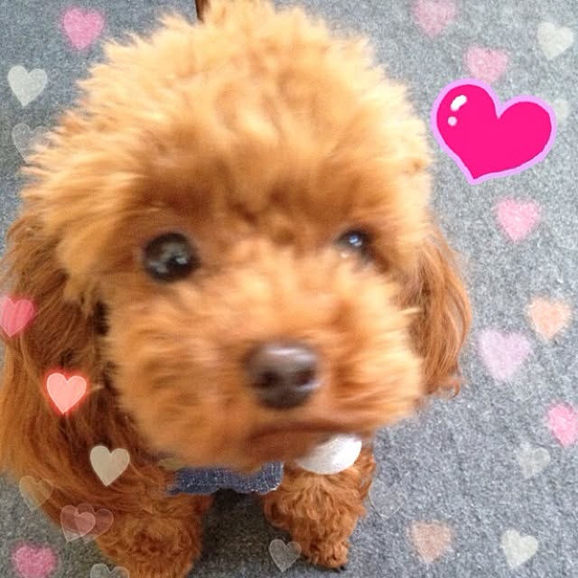 cocoさんの実例写真