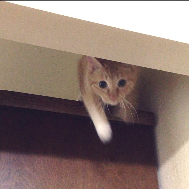 Yurinaさんの実例写真