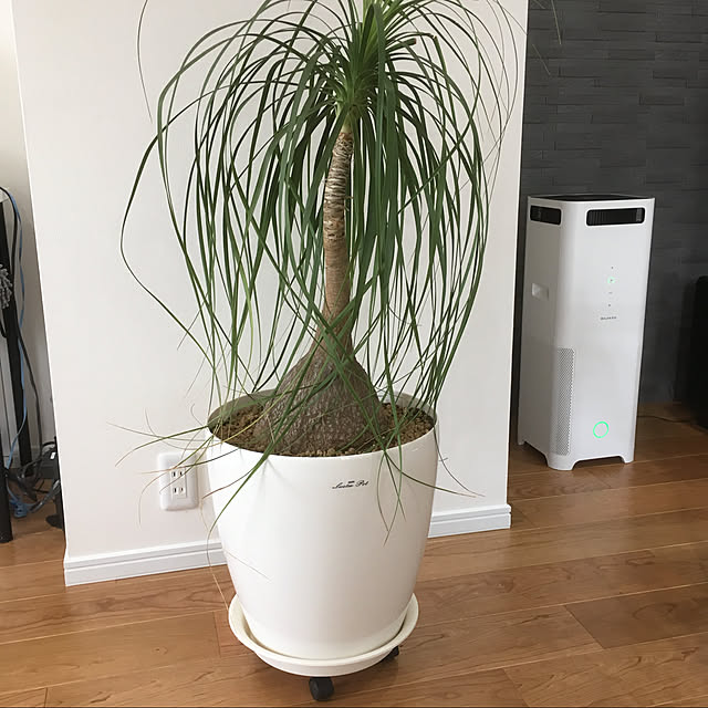 観葉植物/部屋全体のインテリア実例 - 2020-10-07 11:53:33