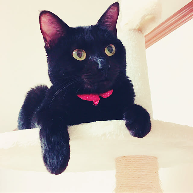 nonoさんの実例写真