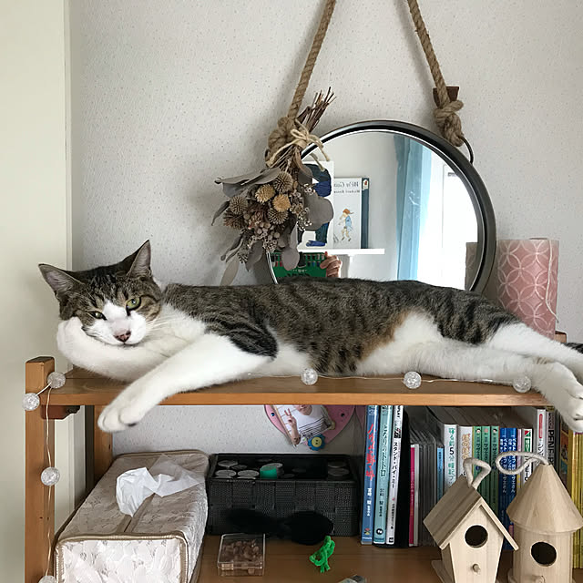 実例写真
