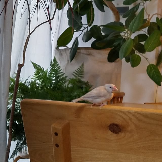 fujifujiさんの実例写真
