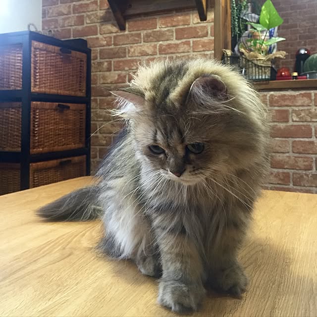 butachanさんの実例写真