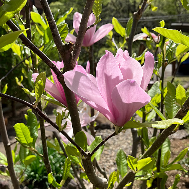 ikubooさんの部屋