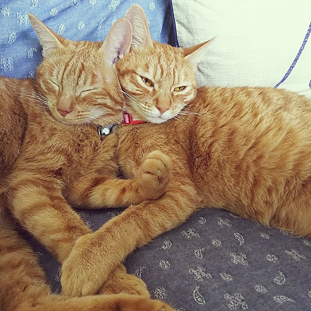 37さんの実例写真