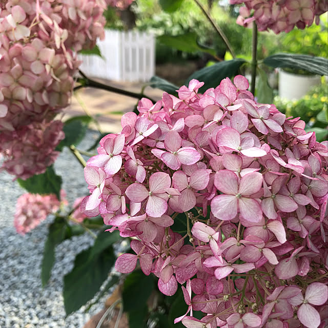 hoshimamaさんの実例写真