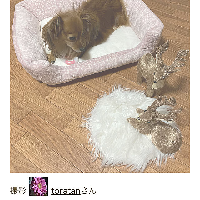 toratanさんの実例写真