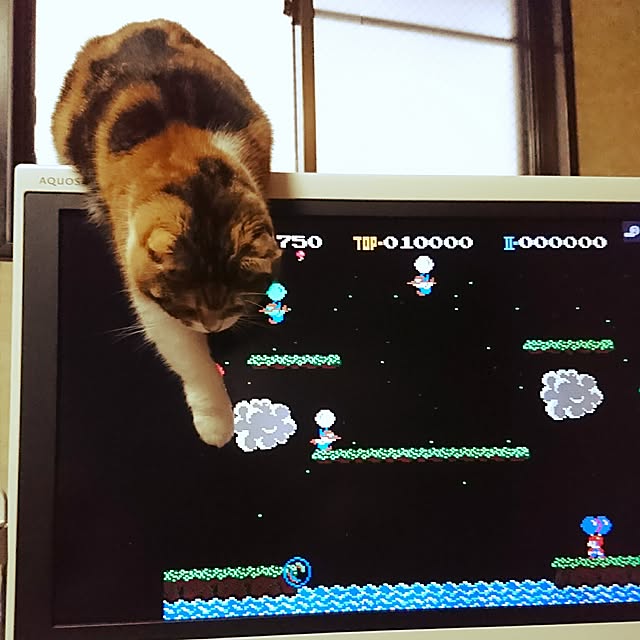 yukieさんの実例写真