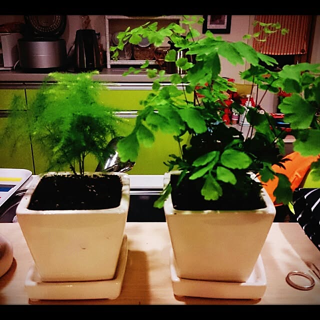 urchinさんの実例写真