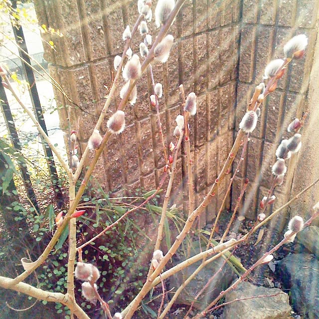 mio29さんの実例写真