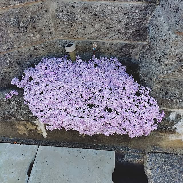 ameamekaasanさんの部屋