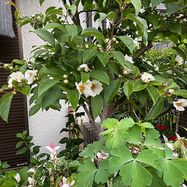 mamizaさんの部屋
