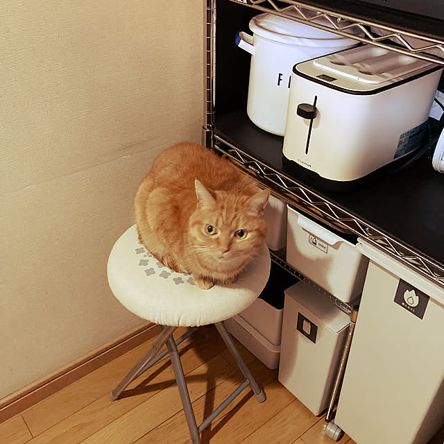 ねこのいる風景/猫と暮らす家/無印良品/キッチン/スコティッシュフォールド立ち耳のインテリア実例 - 2023-01-17 21:54:11