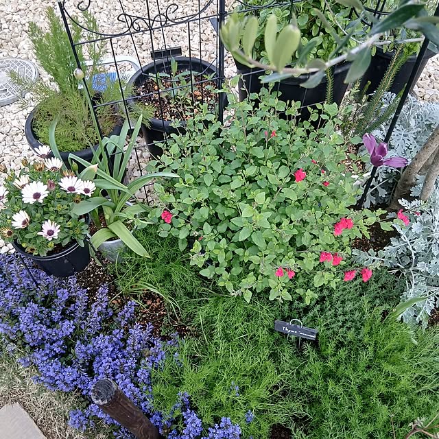 kaanaさんの実例写真