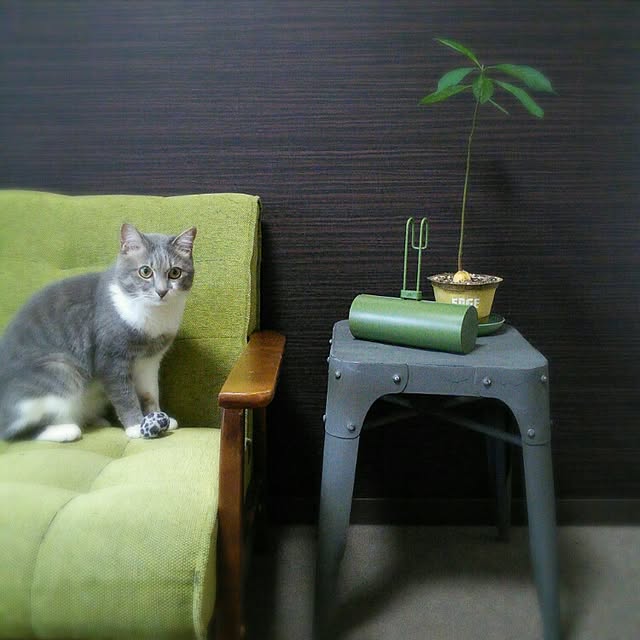 lovepandaさんの実例写真