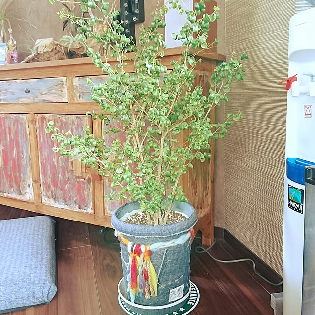 cocosorasakuさんの実例写真