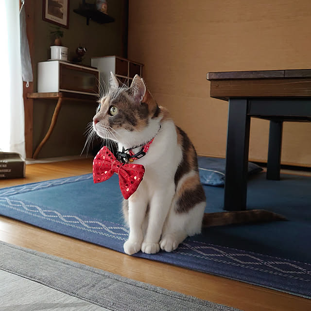 fukuさんの実例写真