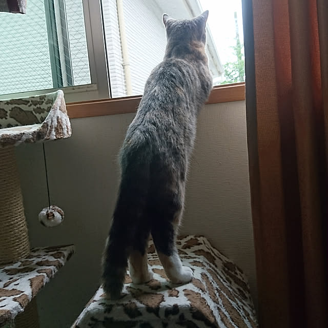 shinobuさんの実例写真