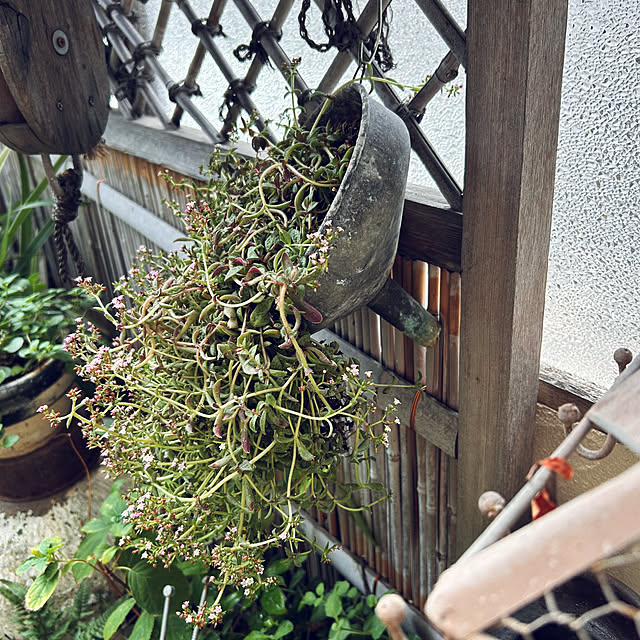 akaidarumaさんの部屋