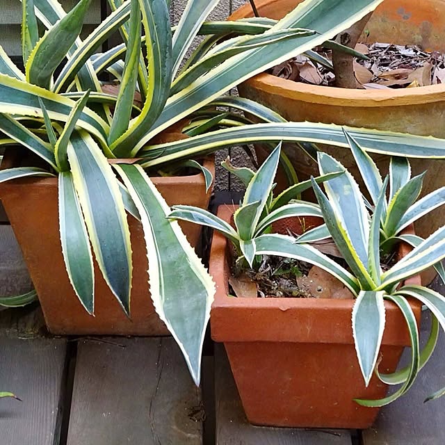 玄関/入り口/ナチュラル/観葉植物のインテリア実例 - 2016-03-07 08:22:22
