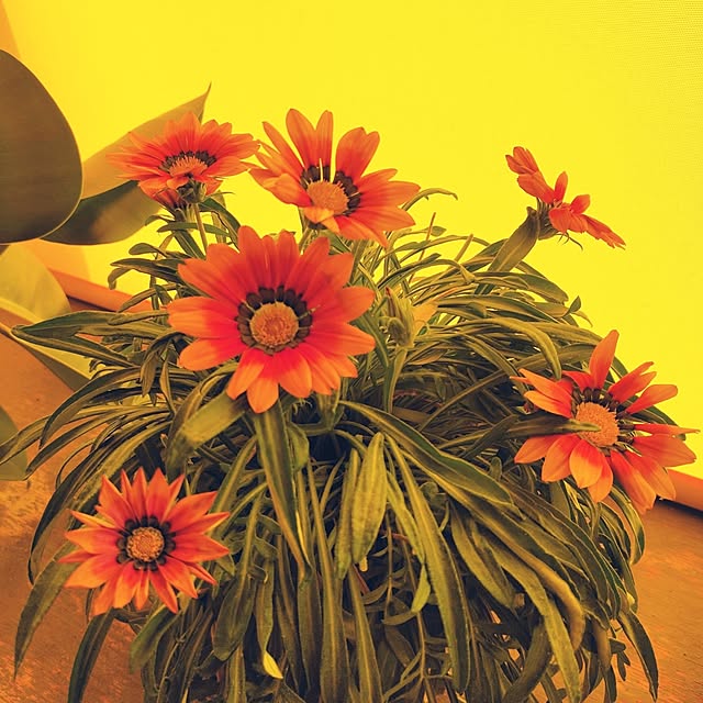 kiraさんの実例写真