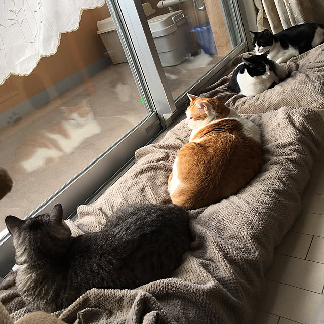 bikkeさんの実例写真