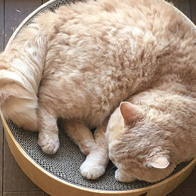 naokoさんの実例写真