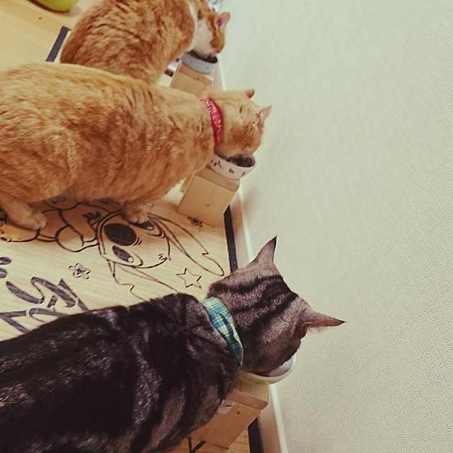 机/いつもいいねありがとうございます♡/ねこのいる日常/ねこばかりですいません/ねこと暮らす。...などのインテリア実例 - 2017-05-12 23:24:49