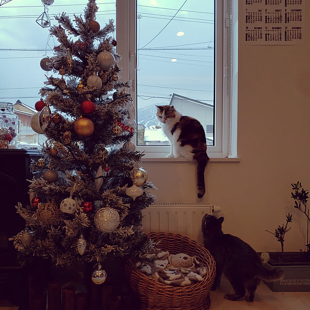 megu.catさんの実例写真