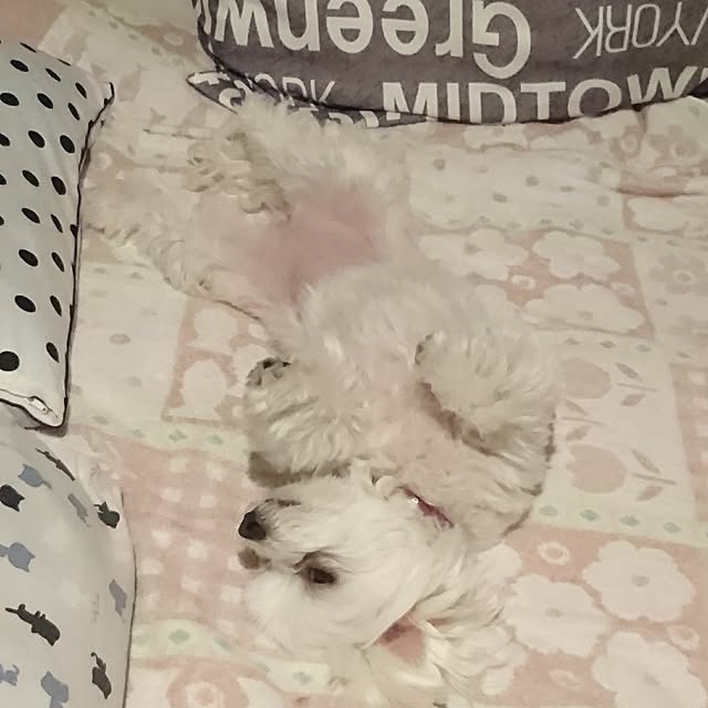 pocoさんの実例写真