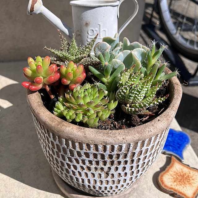 shiho...さんの実例写真