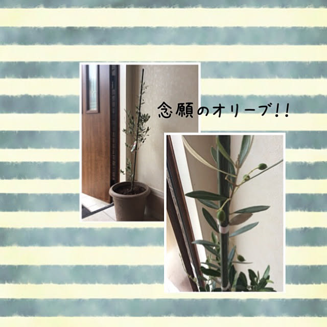eshinobumさんの実例写真