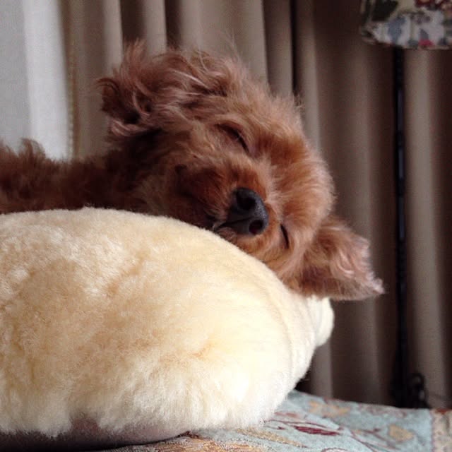 mamezoooさんの実例写真