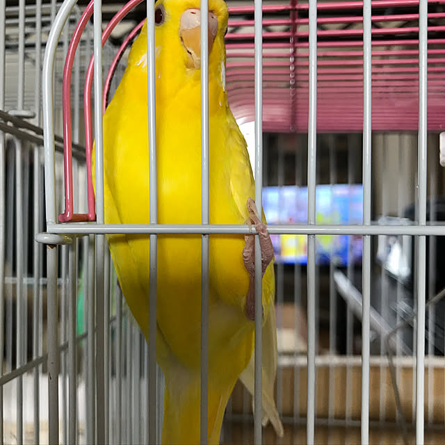 haruさんの実例写真