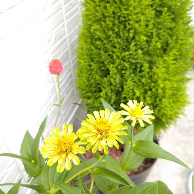 corocoro2525さんの実例写真