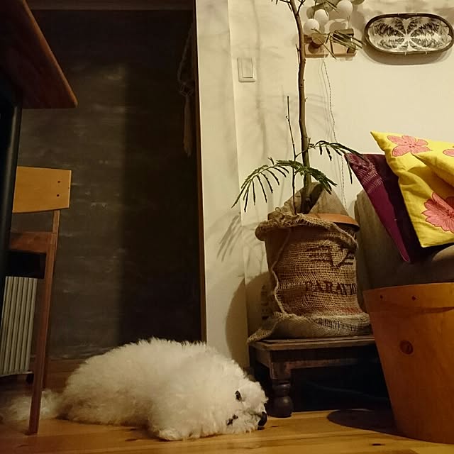 musaさんの実例写真