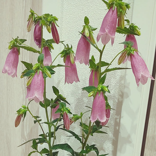 yukinkoさんの実例写真
