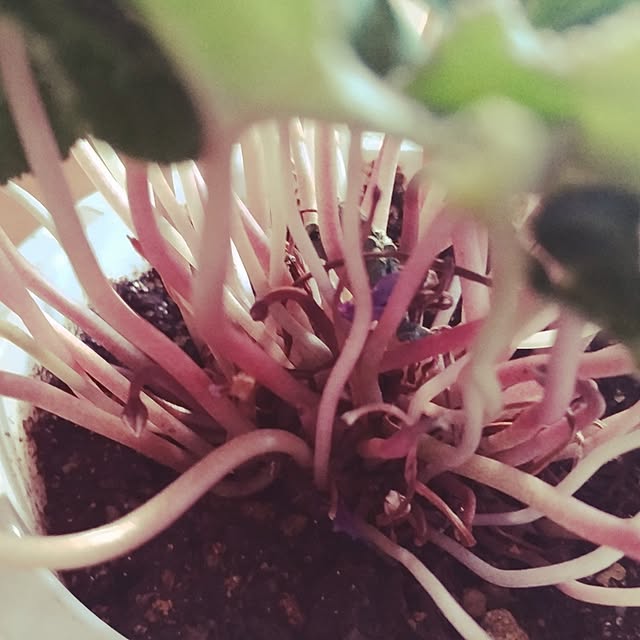 mi-saさんの部屋