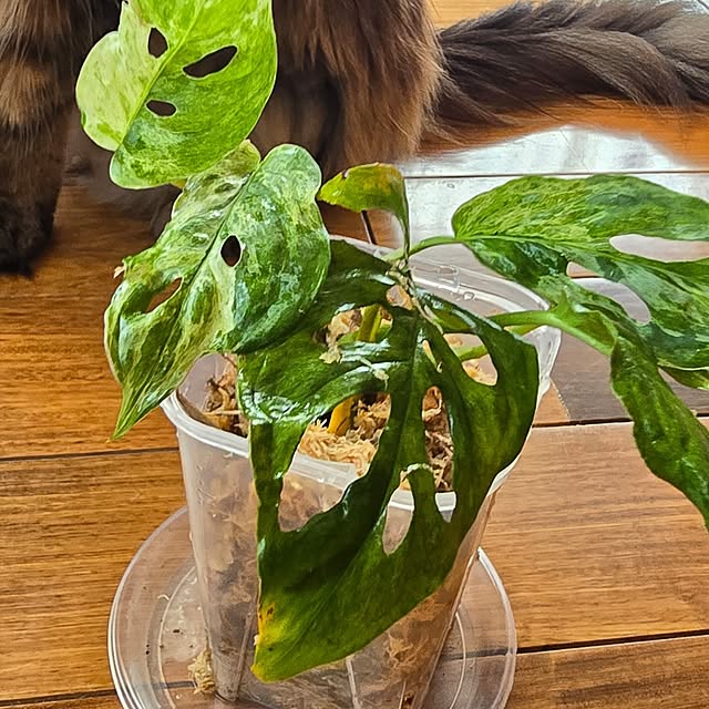 whiskerbloomさんの実例写真