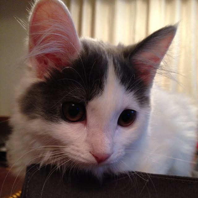 fuuさんの実例写真