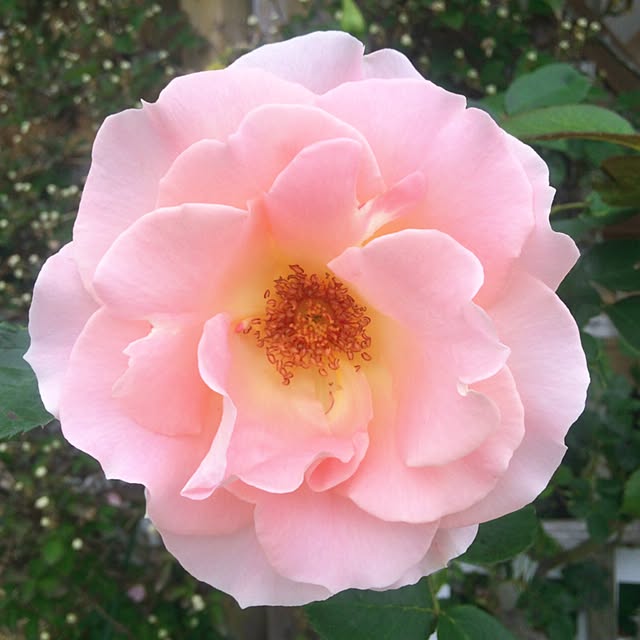 HappyRoseさんの実例写真