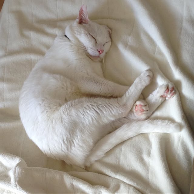 canal108yyさんの実例写真