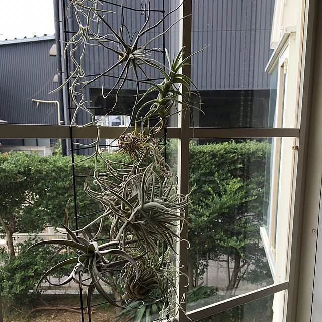 Ladinさんの実例写真