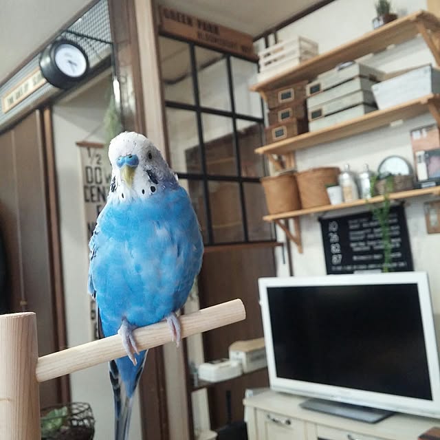 opiopiopiさんの実例写真
