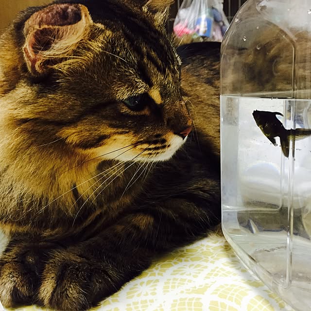 hiroroさんの実例写真