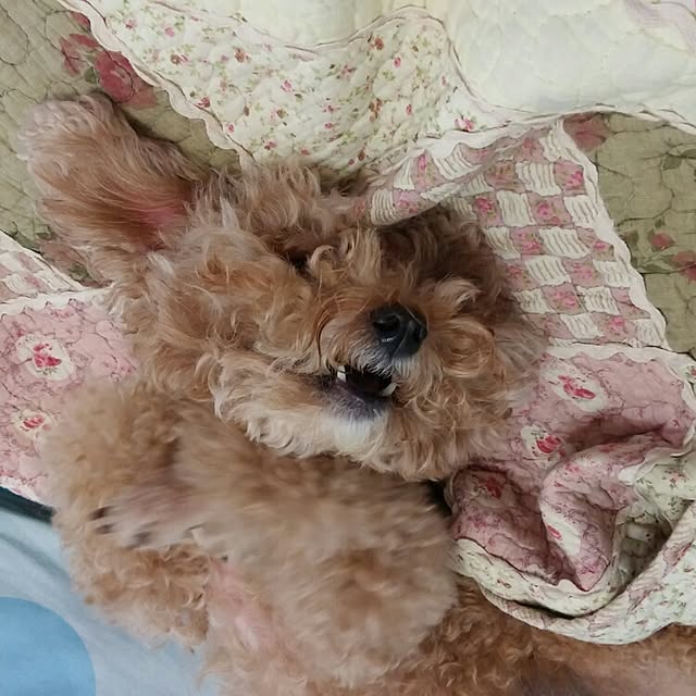 Karkeeさんの実例写真